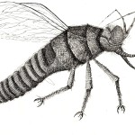insect 04