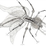 insect 08