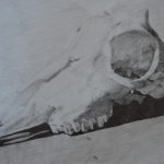 schedel