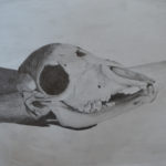 schedel
