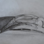schedel
